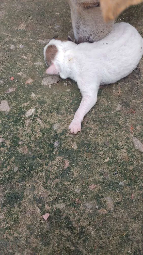 Cachorro raça Sem raça definida idade Abaixo de 2 meses nome Filhotes