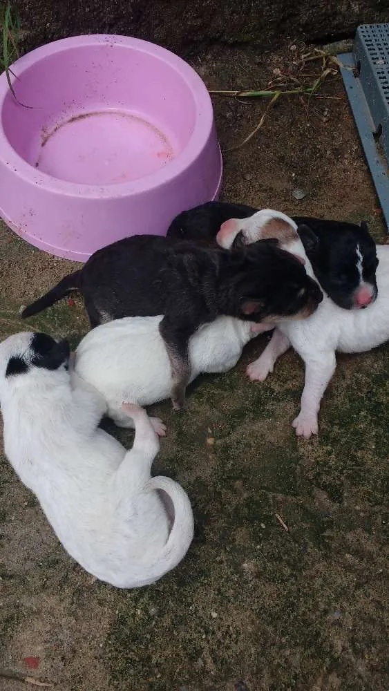 Cachorro raça Sem raça definida idade Abaixo de 2 meses nome Filhotes