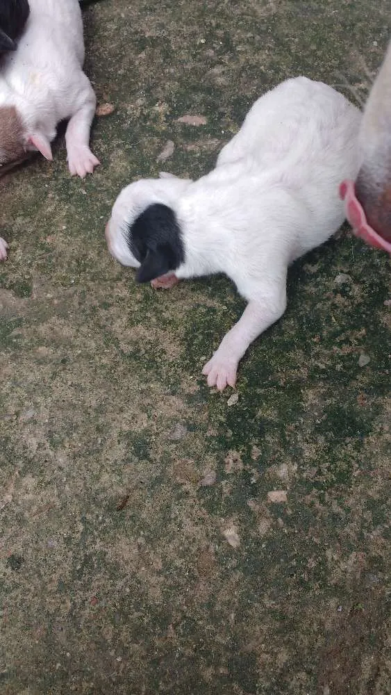 Cachorro raça Sem raça definida idade Abaixo de 2 meses nome Filhotes