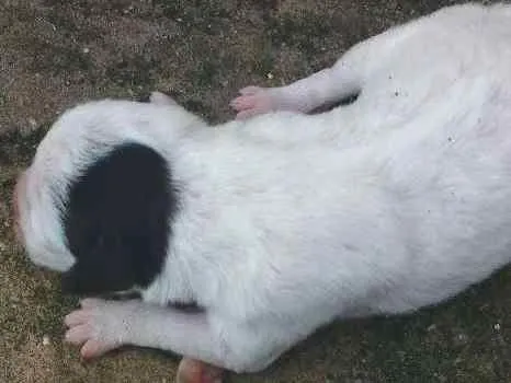 Cachorro raça Sem raça definida idade Abaixo de 2 meses nome Filhotes