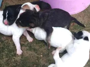 Cachorro raça Sem raça definida idade Abaixo de 2 meses nome Filhotes