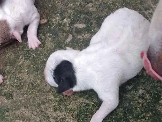Cachorro raça Sem raça definida idade Abaixo de 2 meses nome Filhotes