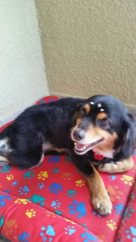 Cachorro ra a Dachhund peludo com SRD idade 5 anos nome Não Sei 
