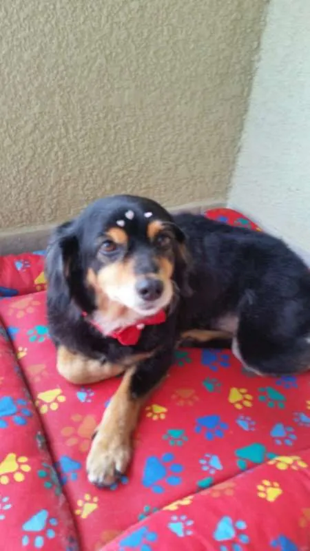 Cachorro ra a Dachhund peludo com SRD idade 5 anos nome Não Sei 
