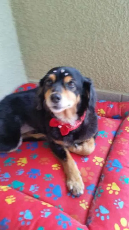 Cachorro ra a Dachhund peludo com SRD idade 5 anos nome Não Sei 