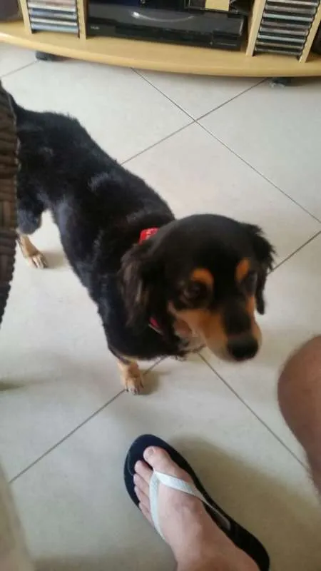 Cachorro ra a Dachhund peludo com SRD idade 5 anos nome Não Sei 