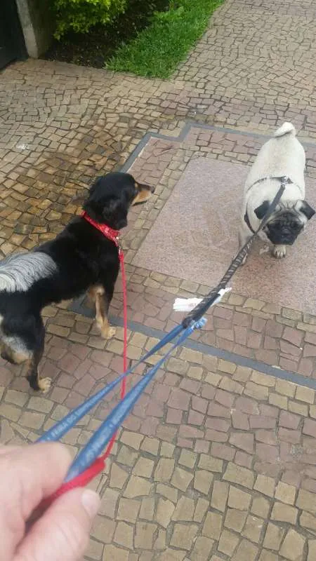 Cachorro ra a Dachhund peludo com SRD idade 5 anos nome Não Sei 