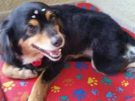 Cachorro ra a Dachhund peludo com SRD idade 5 anos nome Não Sei 
