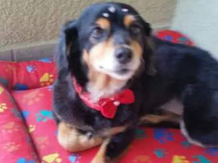 Cachorro ra a Dachhund peludo com SRD idade 5 anos nome Não Sei 