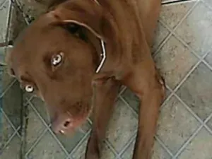 Cachorro raça  idade 2 a 6 meses nome Fred 