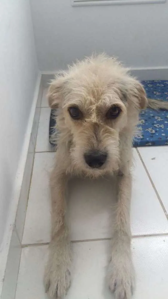Cachorro ra a SRD idade 2 anos nome Nestor