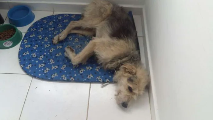 Cachorro ra a SRD idade 2 anos nome Nestor