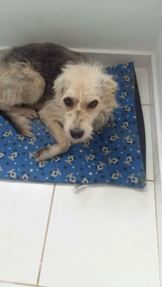 Cachorro ra a SRD idade 2 anos nome Nestor