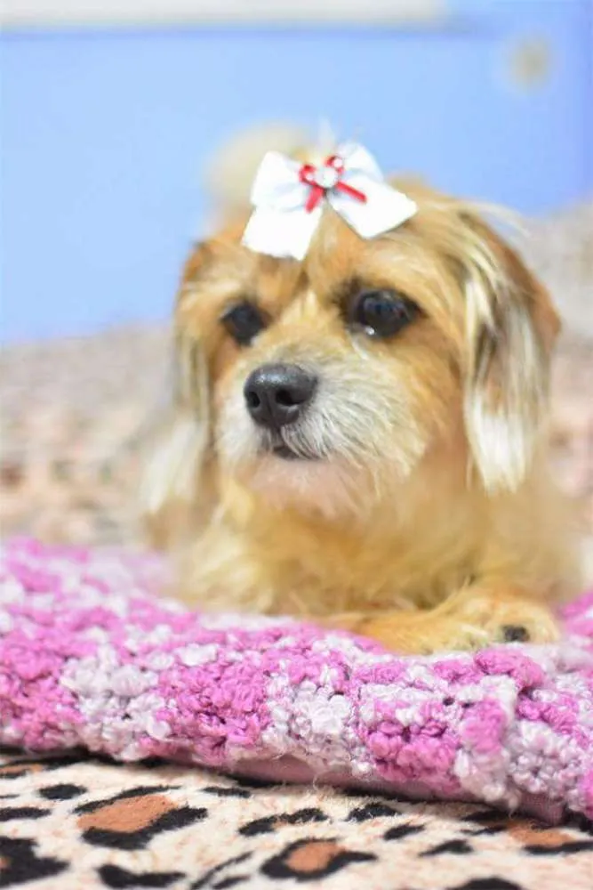 Cachorro ra a Basse com shitzu idade 6 ou mais anos nome Kiara