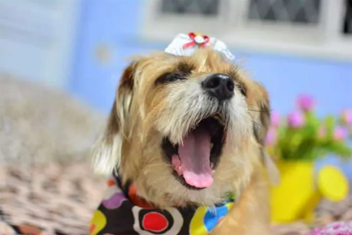 Cachorro ra a Basse com shitzu idade 6 ou mais anos nome Kiara