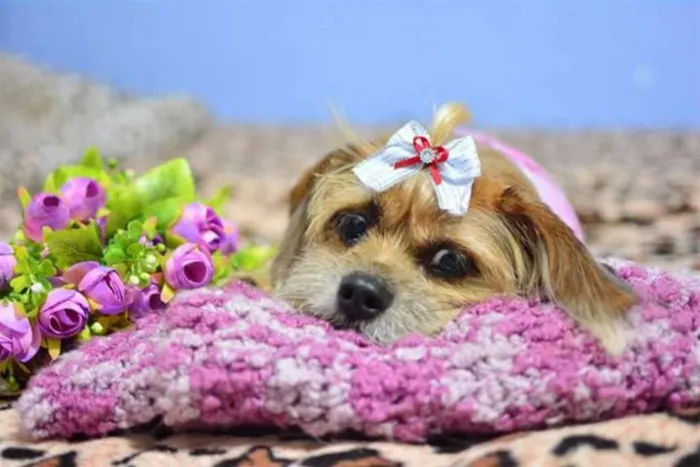 Cachorro ra a Basse com shitzu idade 6 ou mais anos nome Kiara