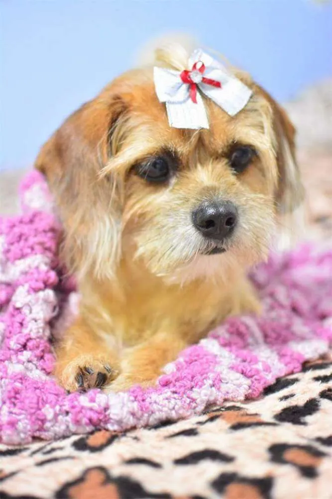 Cachorro ra a Basse com shitzu idade 6 ou mais anos nome Kiara