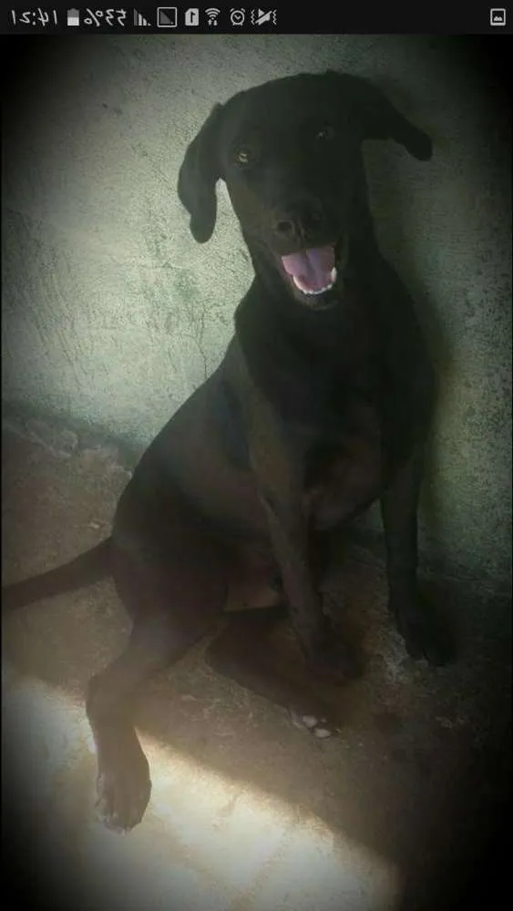 Cachorro ra a Labrador idade 2 anos nome Thor