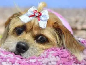 Cachorro raça Basse com shitzu idade 6 ou mais anos nome Kiara