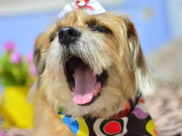 Cachorro ra a Basse com shitzu idade 6 ou mais anos nome Kiara