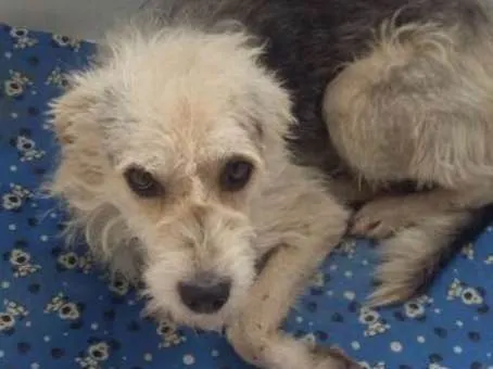 Cachorro ra a SRD idade 2 anos nome Nestor