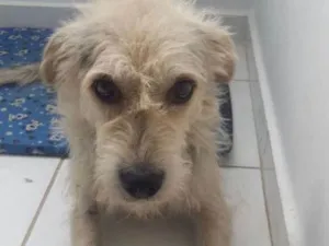 Cachorro raça SRD idade 2 anos nome Nestor