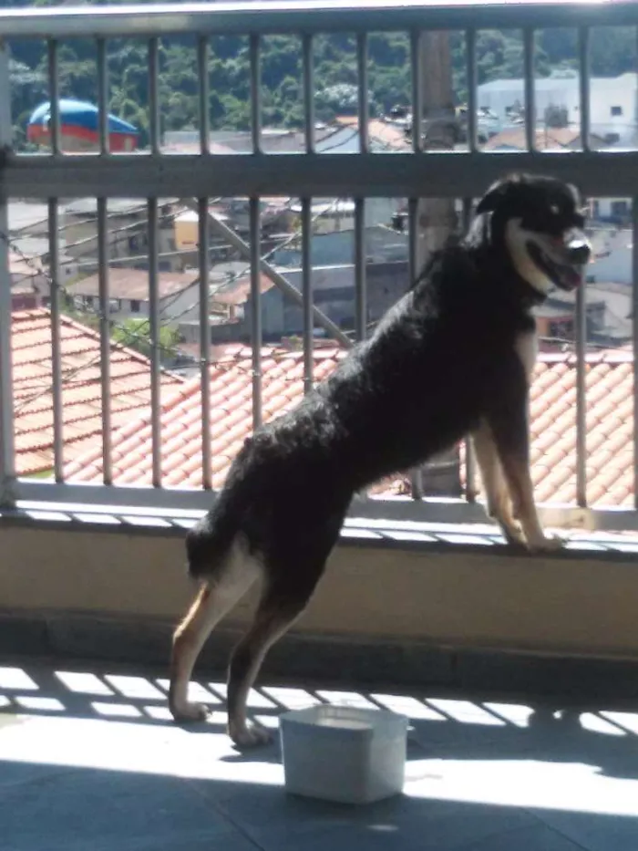 Cachorro ra a Vira lata idade 5 anos nome Lilica