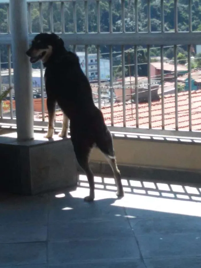 Cachorro ra a Vira lata idade 5 anos nome Lilica