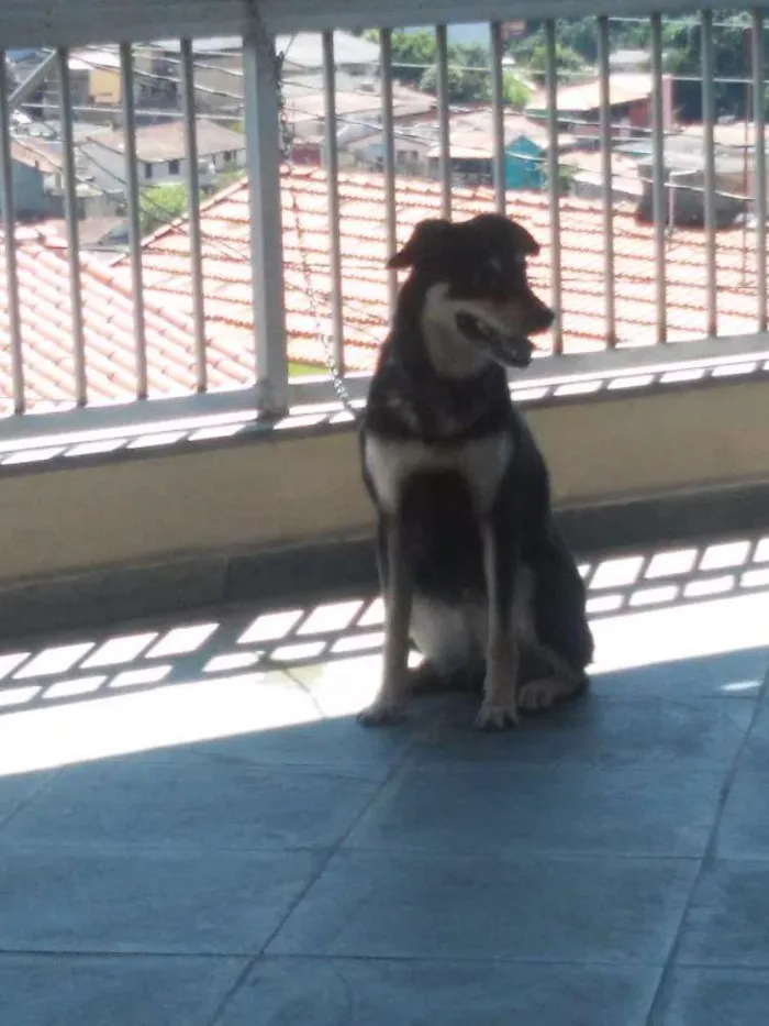 Cachorro ra a Vira lata idade 5 anos nome Lilica