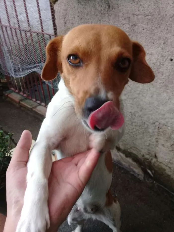 Cachorro ra a Vira lata idade 4 anos nome Jujuba