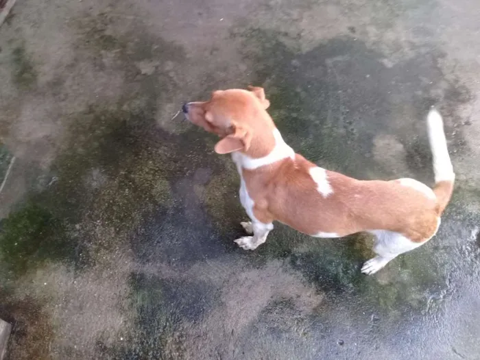 Cachorro ra a Vira lata idade 4 anos nome Jujuba