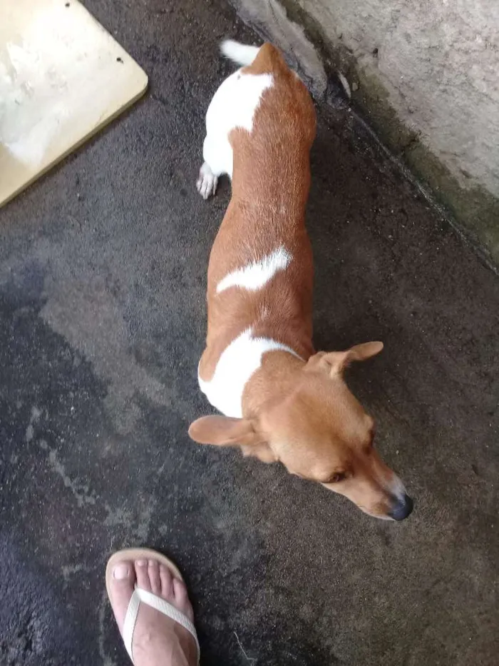 Cachorro ra a Vira lata idade 4 anos nome Jujuba