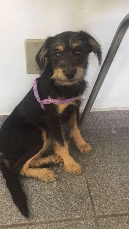 Cachorro ra a srd idade 2 a 6 meses nome Rubi