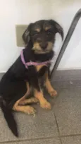 Rubi