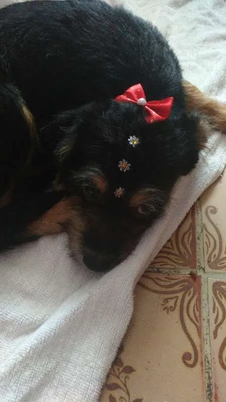 Cachorro ra a srd idade 2 a 6 meses nome Rubi