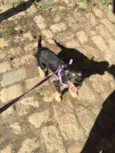 Rubi