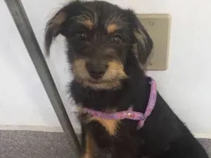 Cachorro raça srd idade 2 a 6 meses nome Rubi