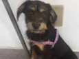 Rubi