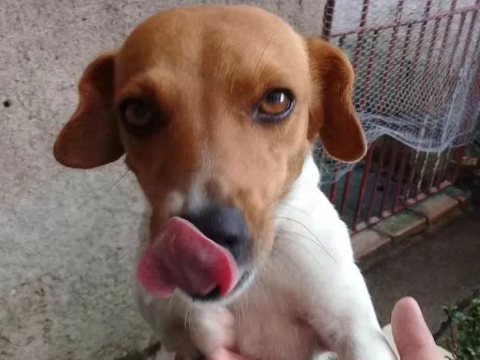 Cachorro ra a Vira lata idade 4 anos nome Jujuba