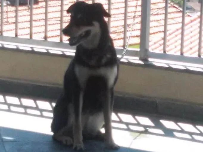 Cachorro ra a Vira lata idade 5 anos nome Lilica