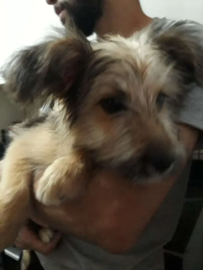 Cachorro ra a Vira lata idade 2 a 6 meses nome Finn