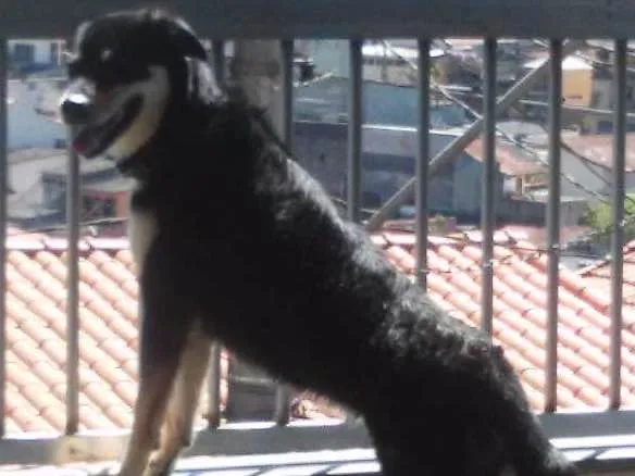 Cachorro ra a Vira lata idade 5 anos nome Lilica