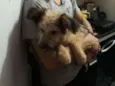 Finn