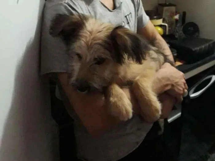 Cachorro ra a Vira lata idade 2 a 6 meses nome Finn