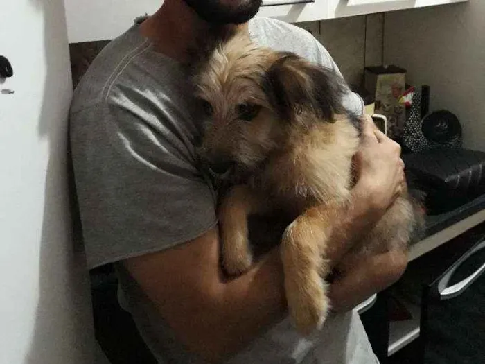 Cachorro ra a Vira lata idade 2 a 6 meses nome Finn