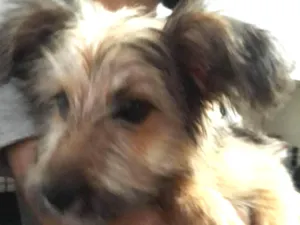 Cachorro raça Vira lata idade 2 a 6 meses nome Finn