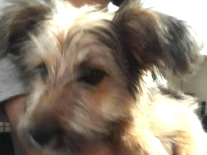 Cachorro ra a Vira lata idade 2 a 6 meses nome Finn
