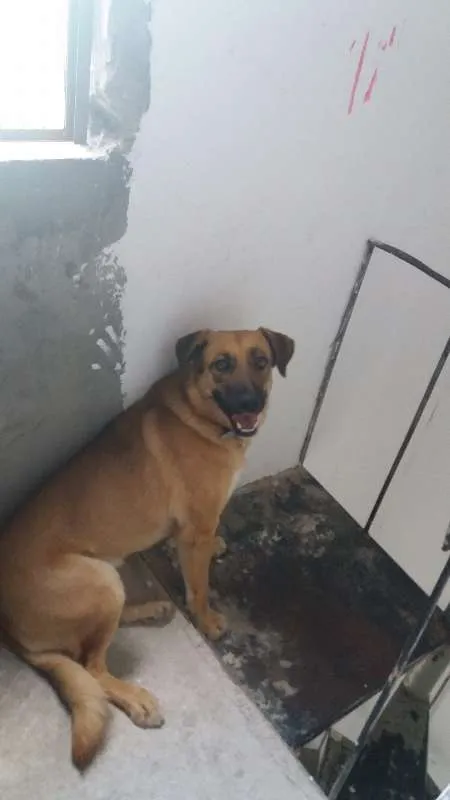 Cachorro ra a Vira Lata idade 3 anos nome Xavosa