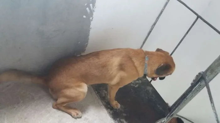 Cachorro ra a Vira Lata idade 3 anos nome Xavosa