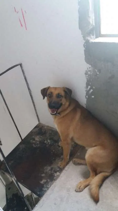 Cachorro ra a Vira Lata idade 3 anos nome Xavosa